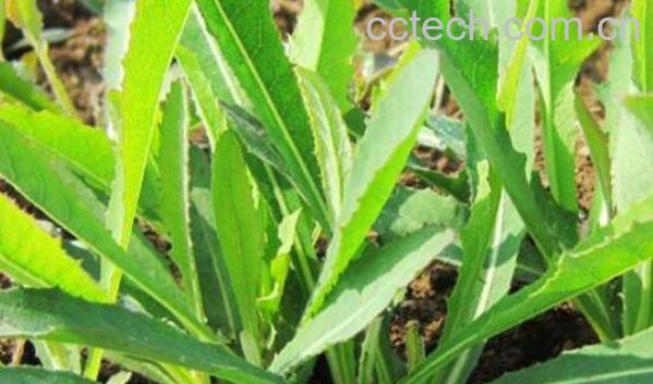 青活麻的功效与作用及食用方法-1