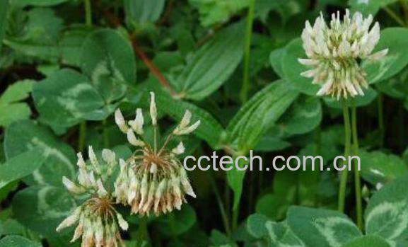 青活麻的功效与作用及食用方法-0