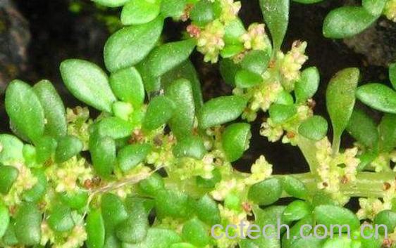 小叶金花草的功效与作用及药用价值-1