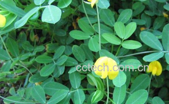 小叶金花草的功效与作用及药用价值-0