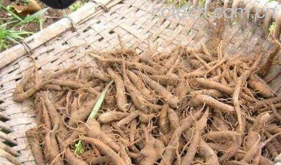 生草乌的功效与作用-0