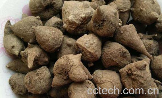 生草乌的功效与作用-1