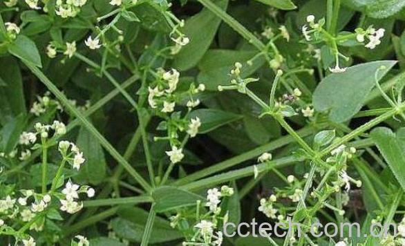 茜草根的功效与作用-1