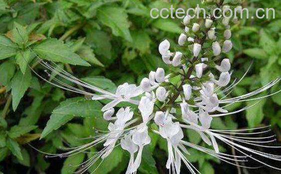 猫须草的营养价值与功效作用-1