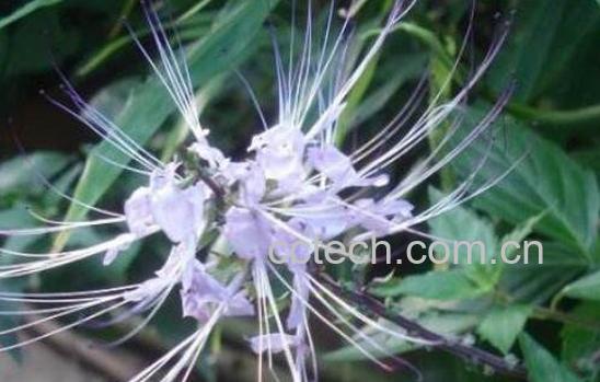 猫须草的营养价值与功效作用-0