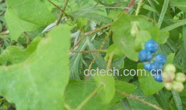 杠板归的功效与作用 杠板归能治什么病-1