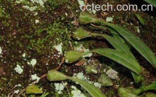 毛药的功效与作用及药用价值-0