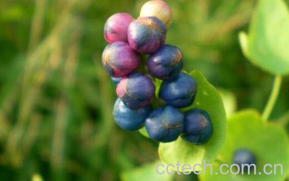 杠板归的功效与作用 杠板归能治什么病-0