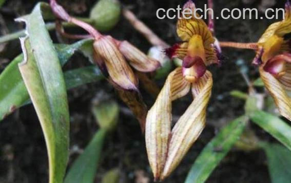 毛药的功效与作用及药用价值-1