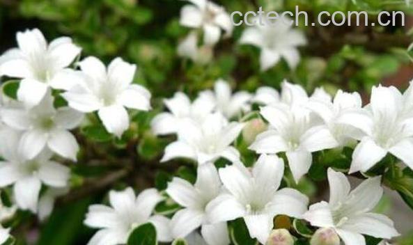 六月雪的功效与作用-0