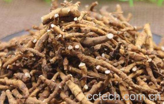 九节菖蒲的功效与作用及药用价值-0