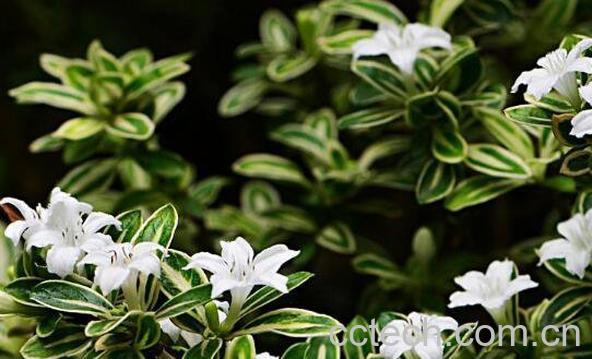 六月雪的功效与作用-1