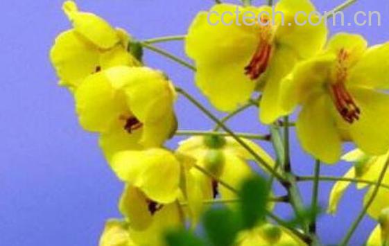 云实树的功效与作用-1