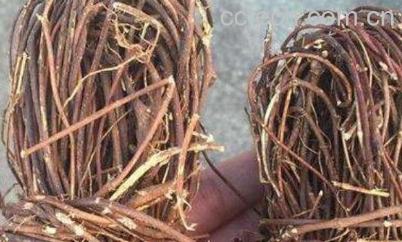 鸡骨草的食用方法 鸡骨草不能和什么同吃-0