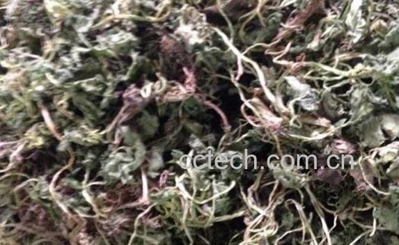 青天葵的功效与作用及药用价值-1