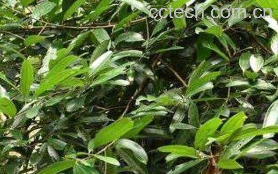 鼠妇虫的功效与作用及药用价值-1