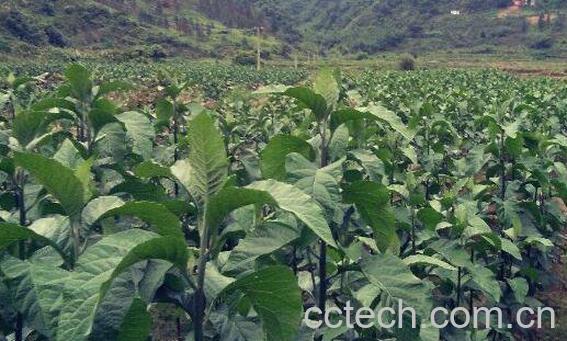 南非叶的功效与作用-0