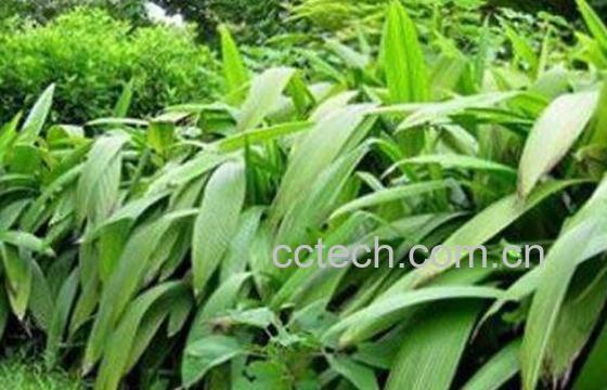 马尾莲的功效与作用及药用价值-1