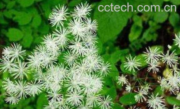 马尾莲的功效与作用及药用价值-0