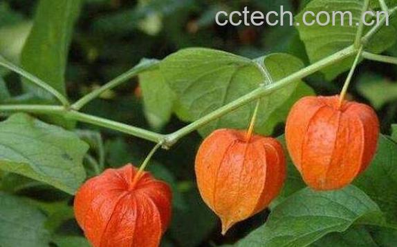 红姑娘的功效与作用及食用方法-0