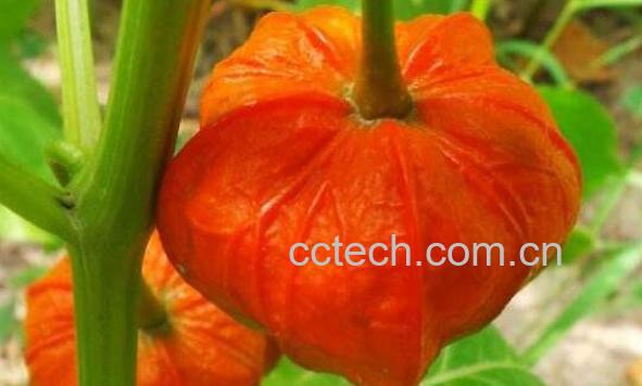 红姑娘的功效与作用及食用方法-1