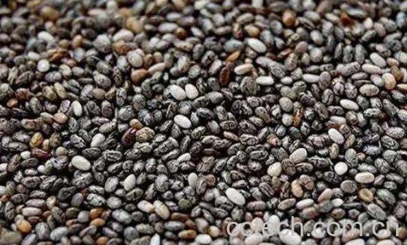 奇亚籽的功效与作用 奇亚籽中国禁售原因-1