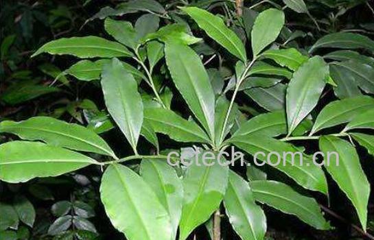 大罗伞的功效与作用及药用价值-1