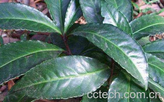 大罗伞的功效与作用及药用价值-0