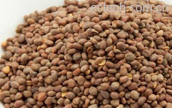 莱菔子的功效与作用 莱菔子的食用禁忌-1