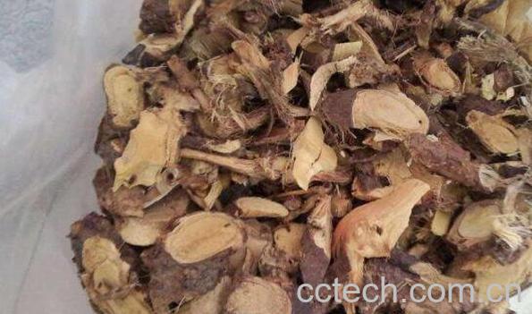 金雀根的功效与作用及常见用法-1