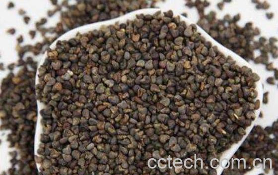 苘麻子的功效与作用及药用价值-1