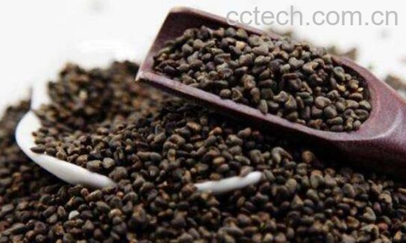 苘麻子的功效与作用及药用价值-0