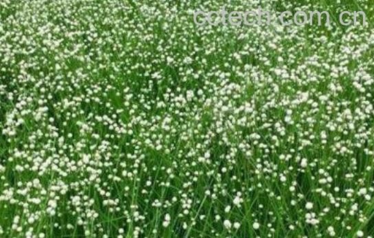 谷精草的功效与作用及食用方法-0