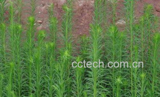 土一枝蒿的功效与作用及药用价值-0