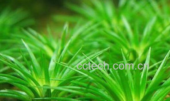 谷精草的功效与作用及食用方法-1