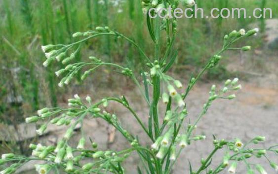 土一枝蒿的功效与作用及药用价值-1