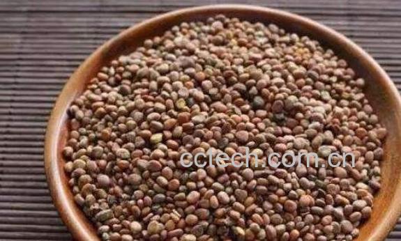 炒莱菔子的功效与作用有哪些-0