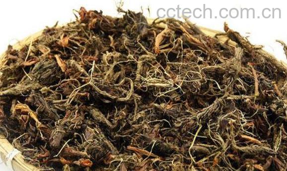  甘松的功效与作用及药用价值-1