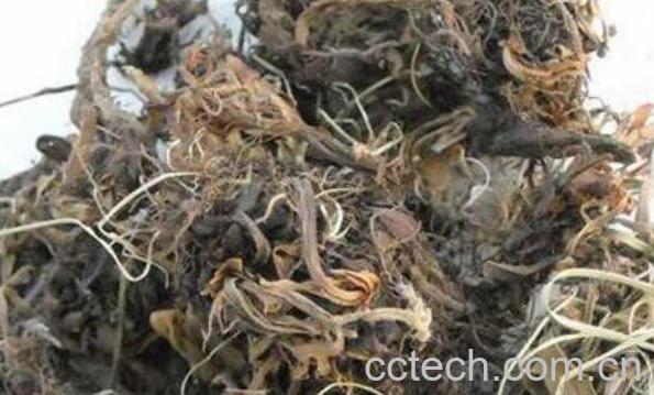  甘松的功效与作用及药用价值-0