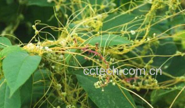 菟丝草的功效与作用-1