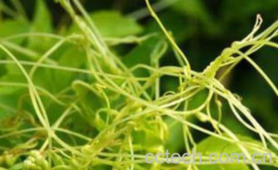 菟丝草的功效与作用-0