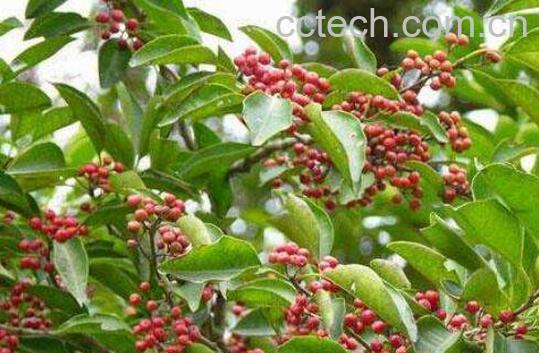冬青子的功效与作用-0
