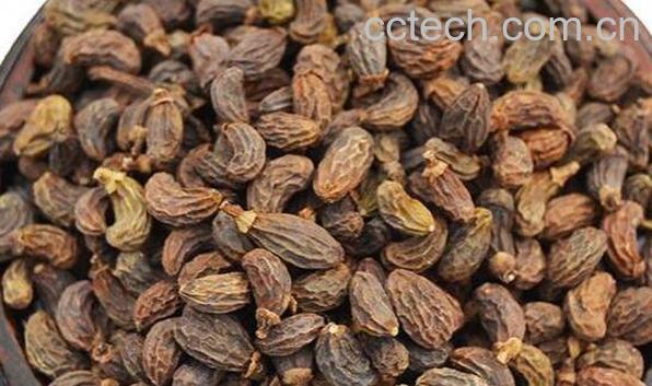 冬青子的功效与作用-1