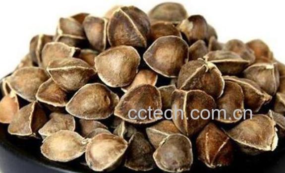 辣木籽的功效与作用 辣木籽的药用价值-0