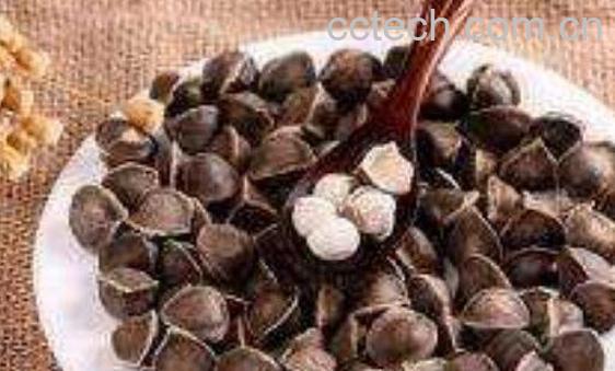 辣木籽的功效与作用 辣木籽的药用价值-1