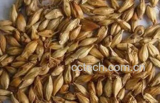 焦麦芽的功效与作用及药用价值-0