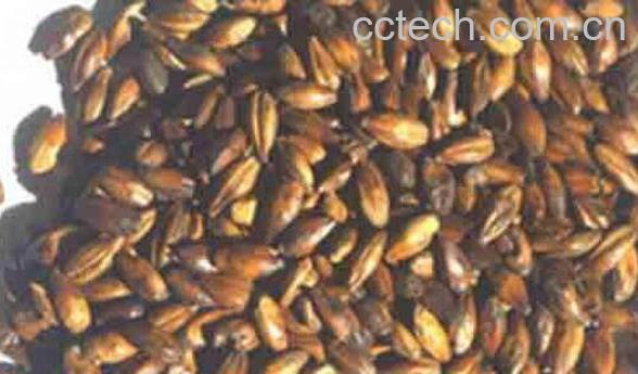 焦麦芽的功效与作用及药用价值-1