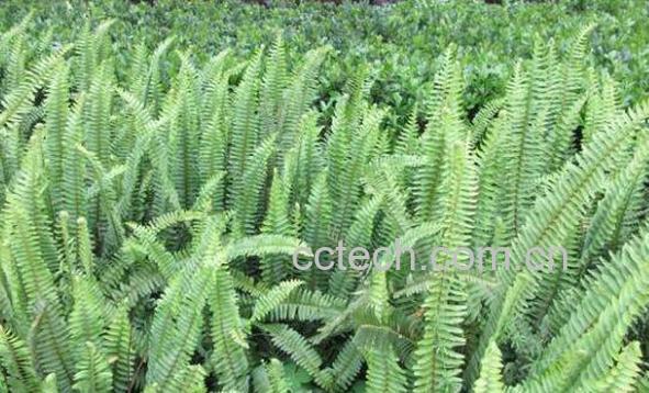 蜈蚣草的功效与作用及药用价值-0