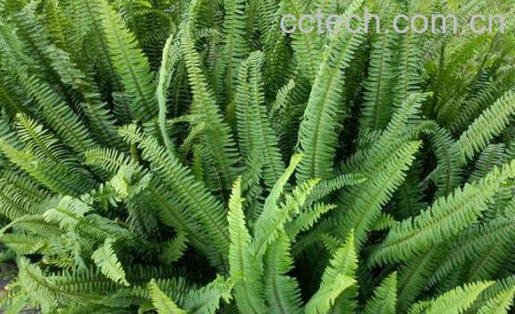 蜈蚣草的功效与作用及药用价值-1