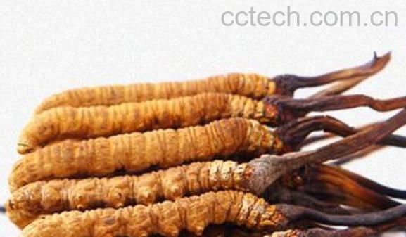 虫草怎么吃效果最好 虫草最有效的吃法-1